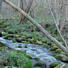 The Eternal Anticipation of Spring